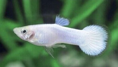 snow white male guppy